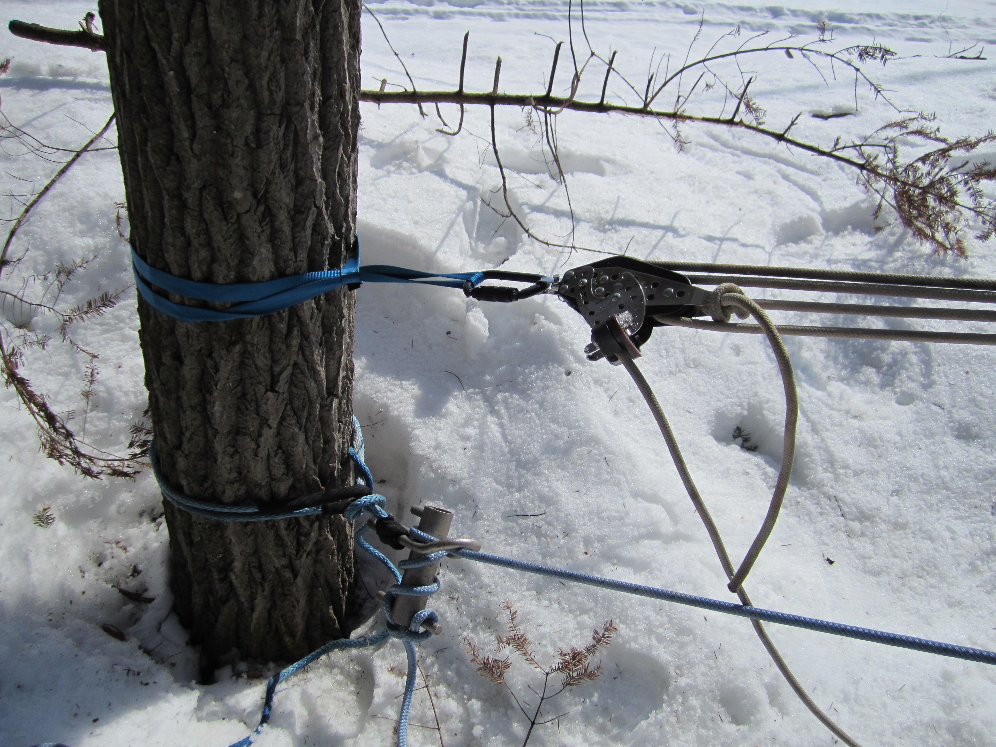 C11: Techniques de mouflage et techniques avancées de déplacement dans les arbres